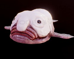 Blobfish