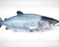 Salmon