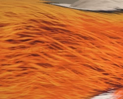 Furbrush