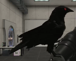 Crow Companion