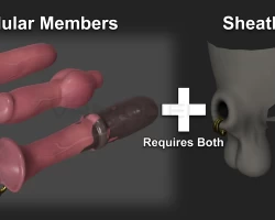 Modular Members - feline dick